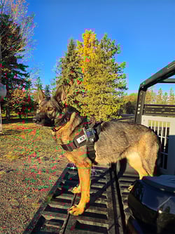 k9-cazadores-de-fugas